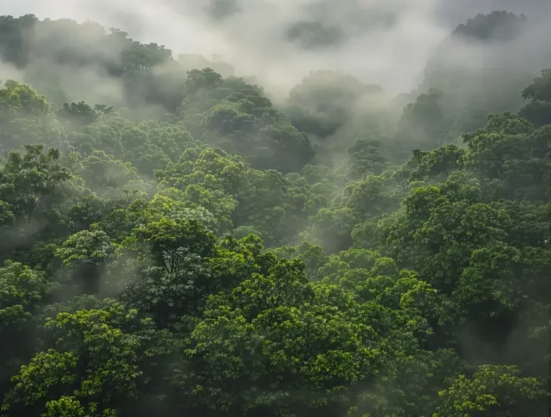 雨林的呼吸 封面 - 努努影院